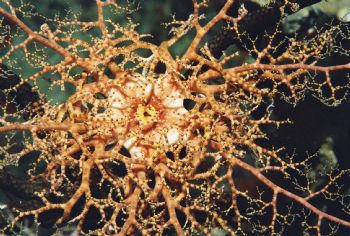 Basket Star, Bonaire, F100, Sea & Sea Housing by Barbara Mcquiller 